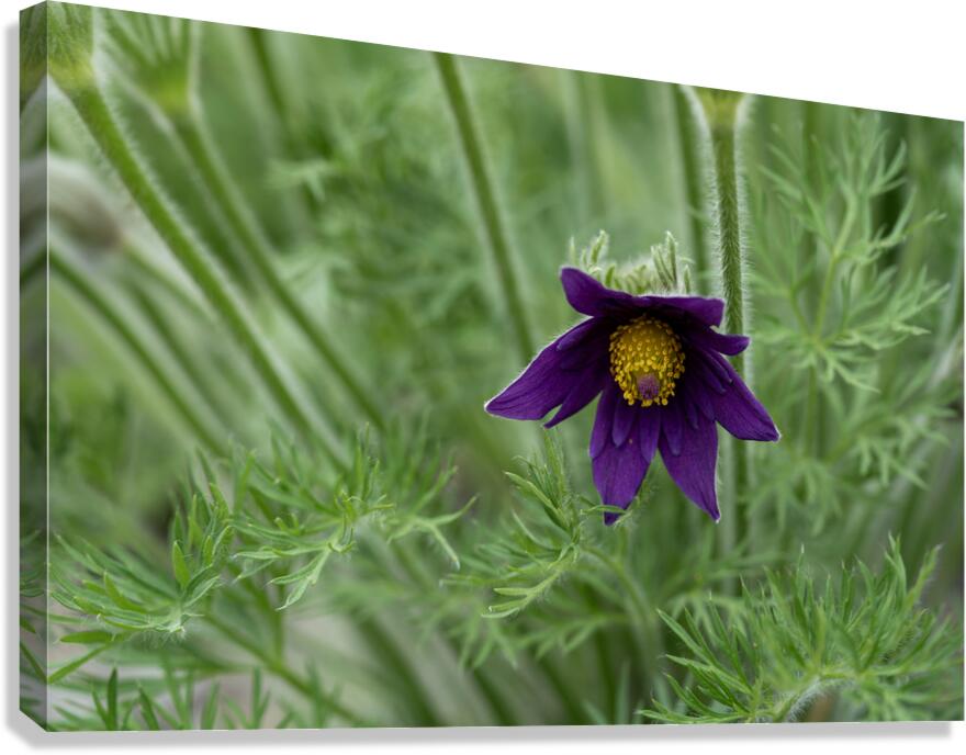 Purple Paradise Canvas Print