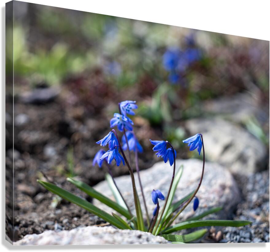 Ethereal Blossoms Canvas Print