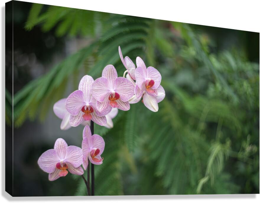 Orchid Reverie Canvas Print