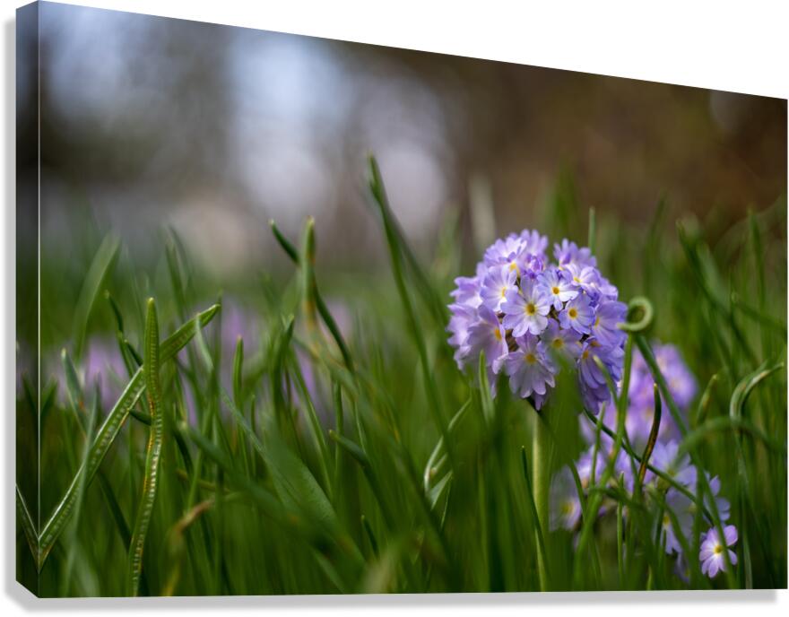 Purple Hues Canvas Print