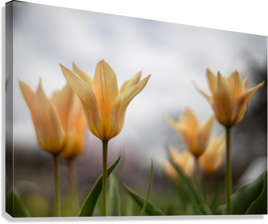 Amber Aurora Canvas Print