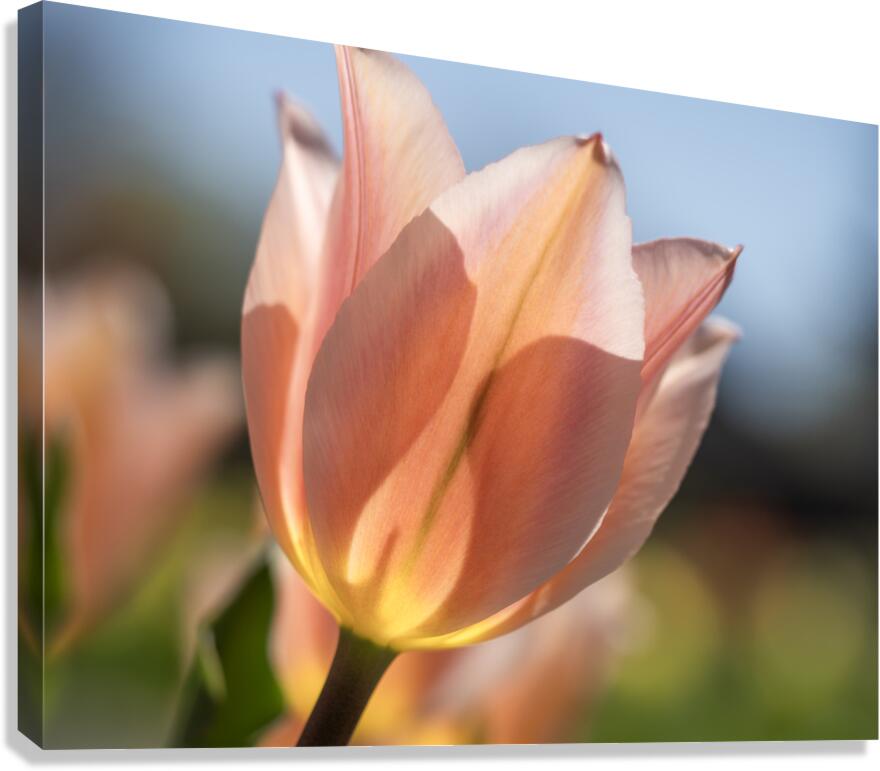 Radiant Reverie Canvas Print