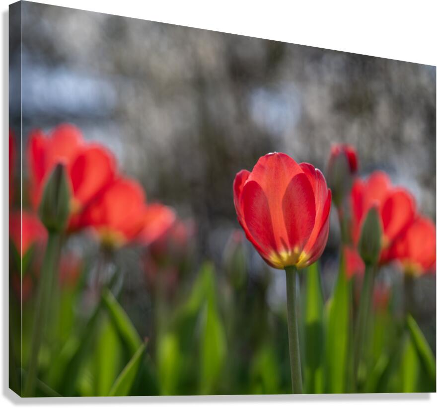 Crimson Elegance Canvas Print