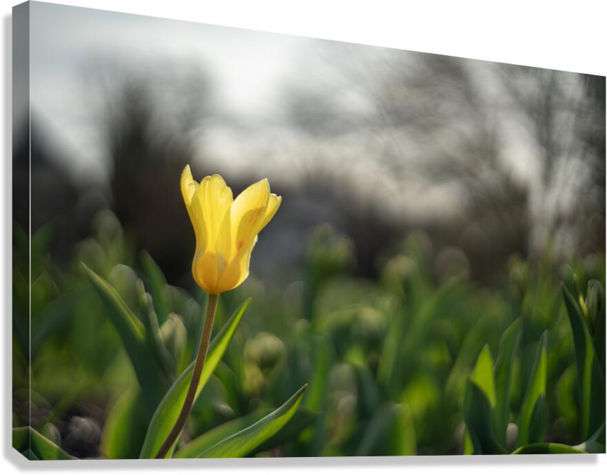 Twilight Tulip Canvas Print