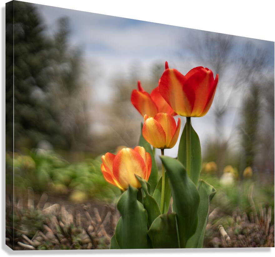 Sunshine Dance Canvas Print