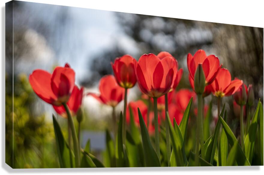 Crimson Blooms Canvas Print