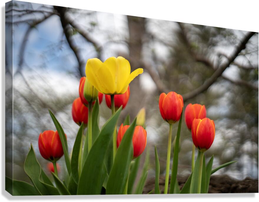 Sunlit Symphony Canvas Print