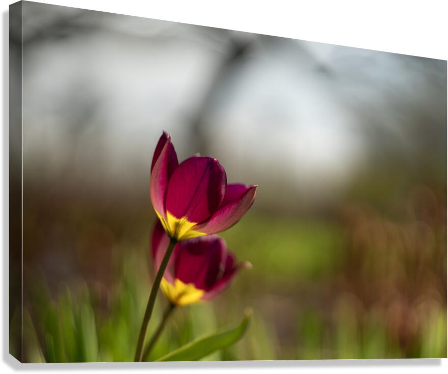 Wine Stained Whispers Canvas Print