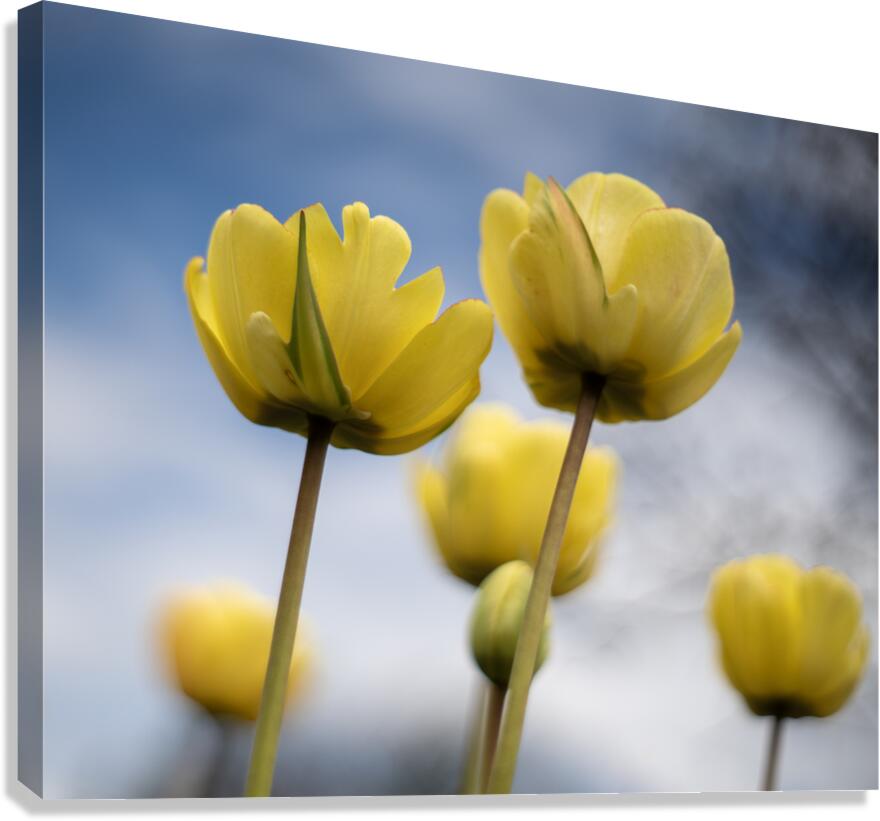 Yellow Cascade Canvas Print