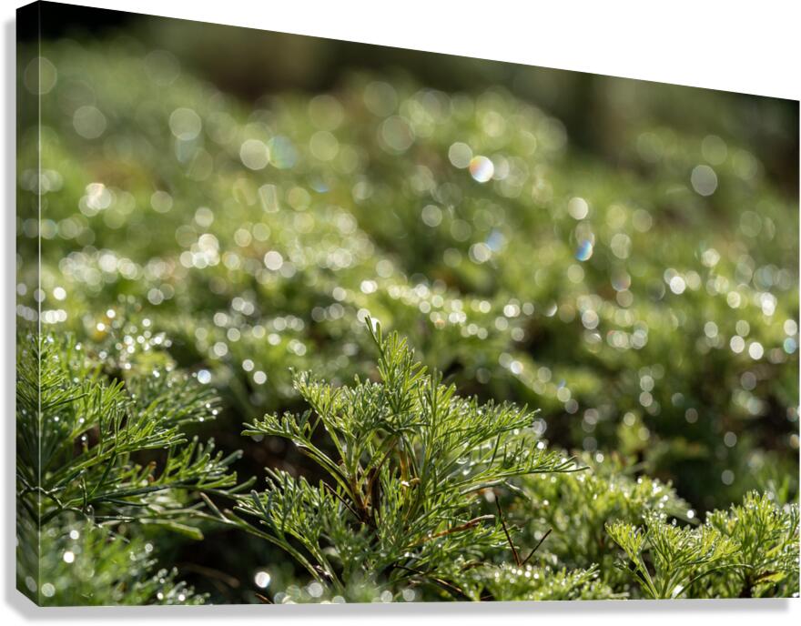 Spring Bokeh Canvas Print