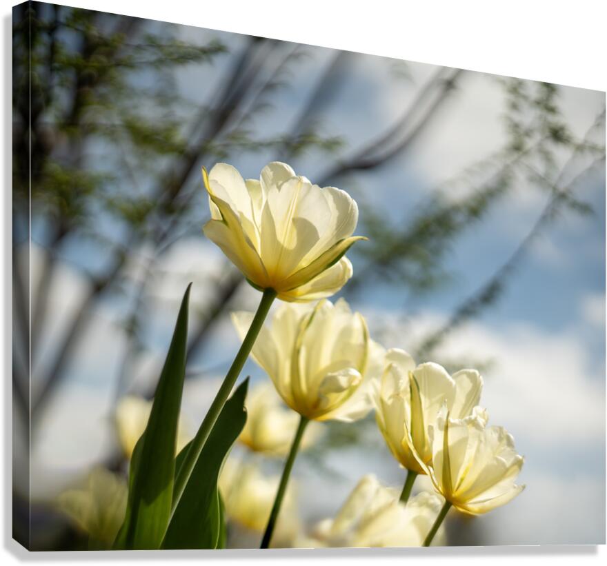 Enchanted Tulips Canvas Print