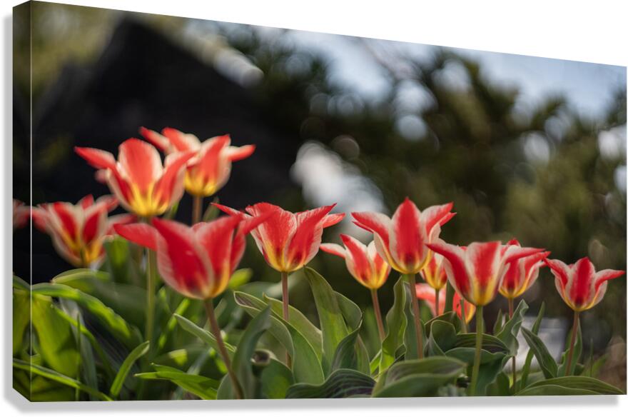  SBP4252 Canvas Print