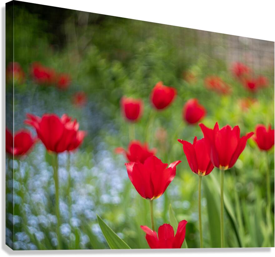  SBP4390 Canvas Print