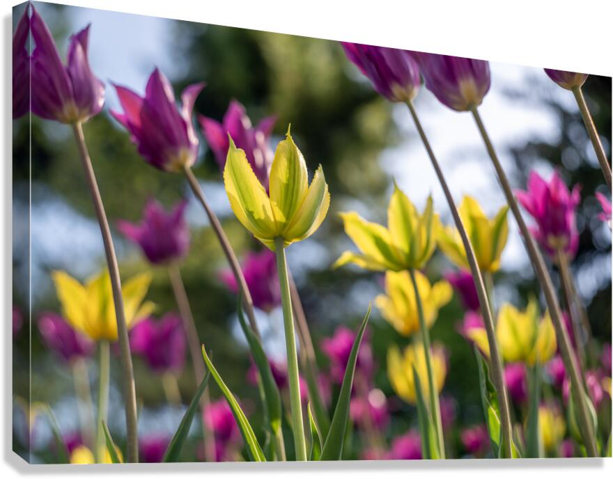  SBP7938 Canvas Print