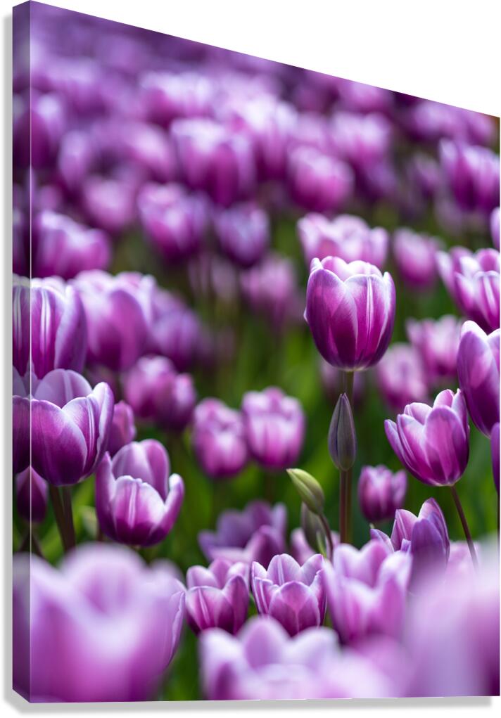  SBP6487 Canvas Print