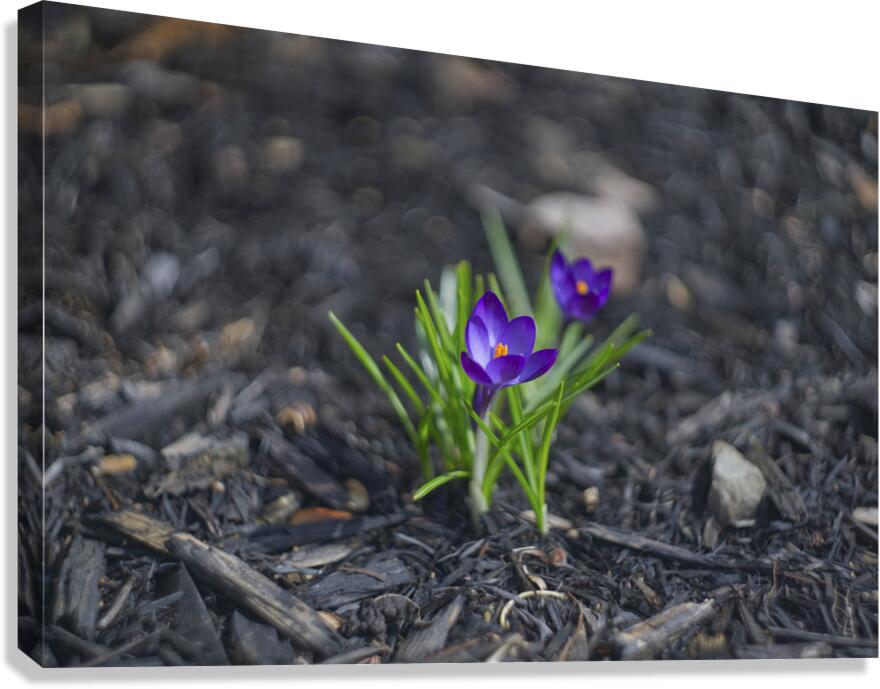  SBP4872 Canvas Print