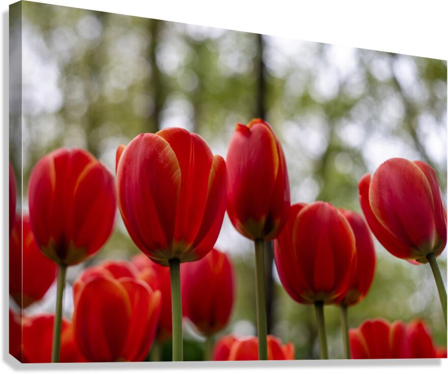  SBP5918 Canvas Print