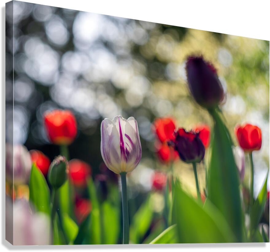  SBP8000 Canvas Print