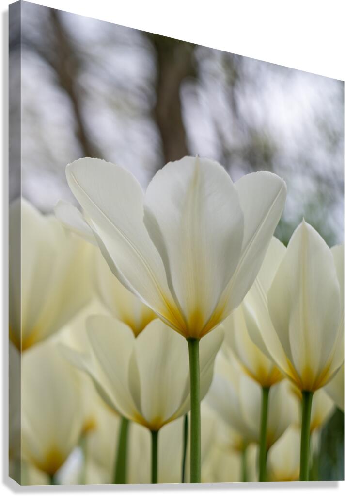  SBP5697 Canvas Print