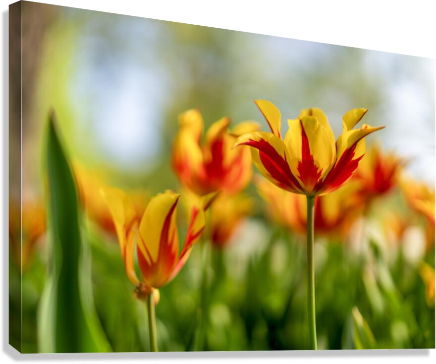  SBP6290 Canvas Print