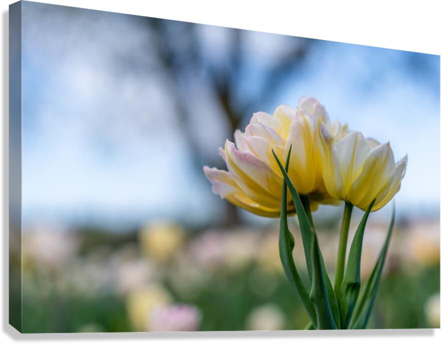  SBP7668 Canvas Print