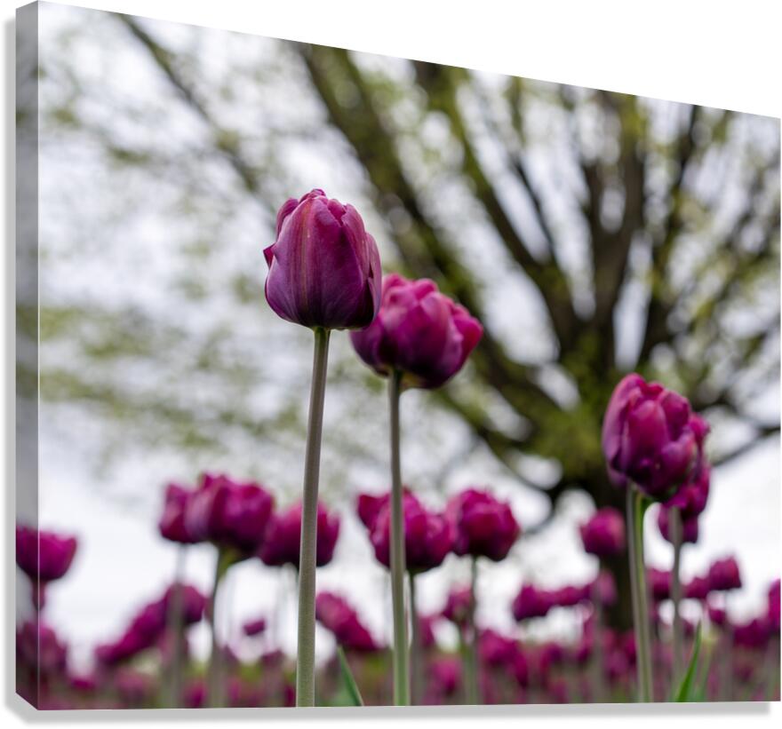  SBP6659 Canvas Print