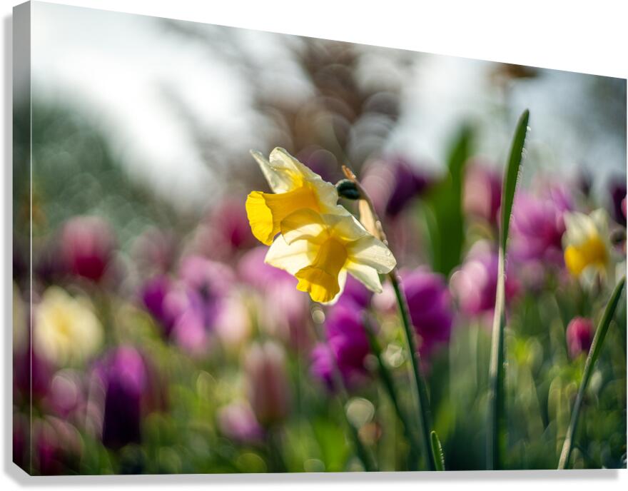  SBP5470 Canvas Print