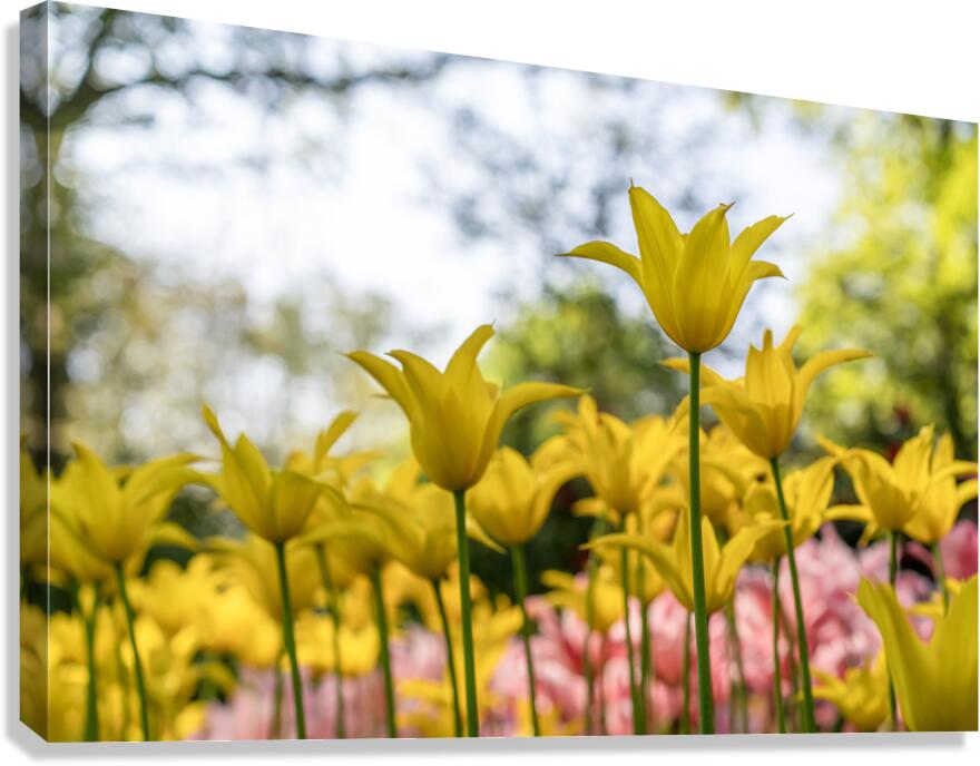 SBP6341 Canvas Print