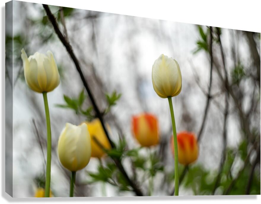 SBP8335 Canvas Print
