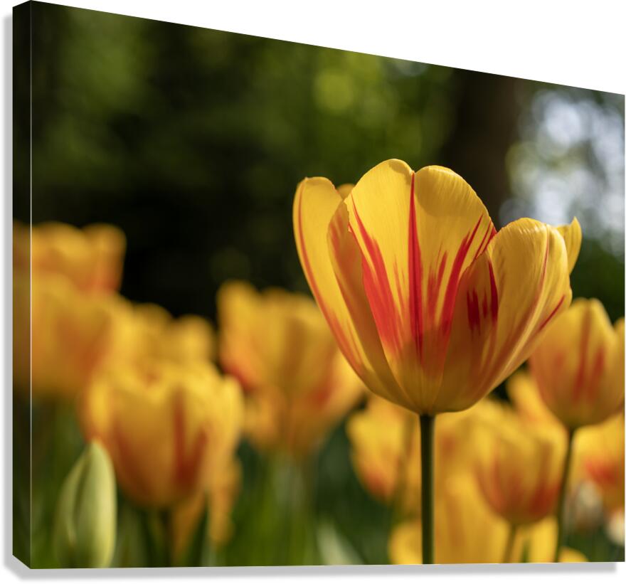 SBP6416 Canvas Print