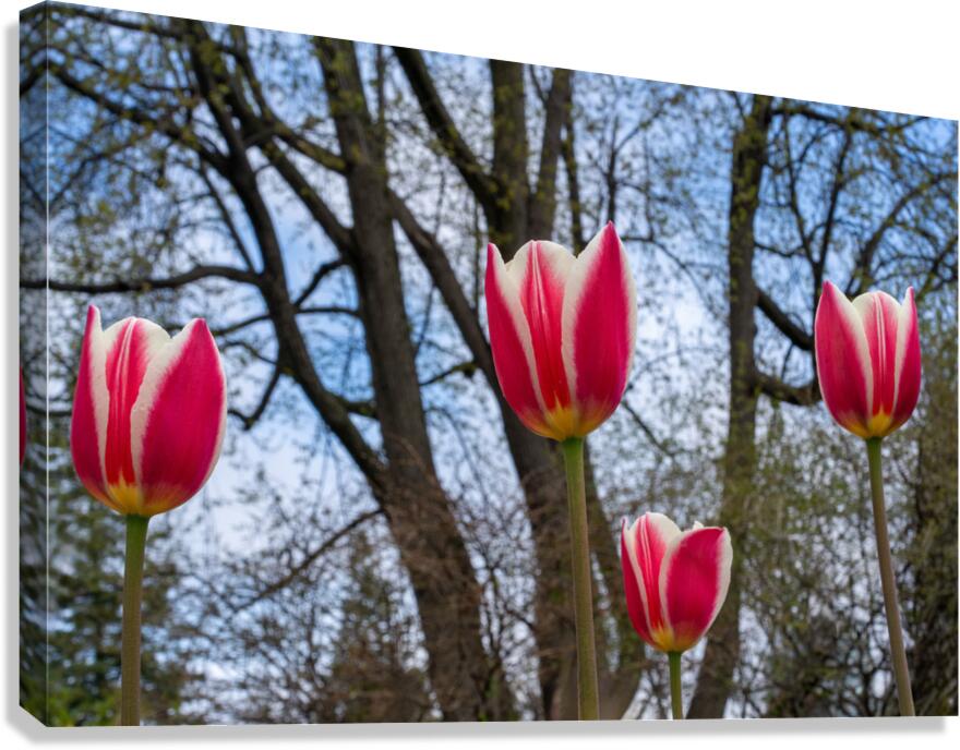 SBP6538 Canvas Print