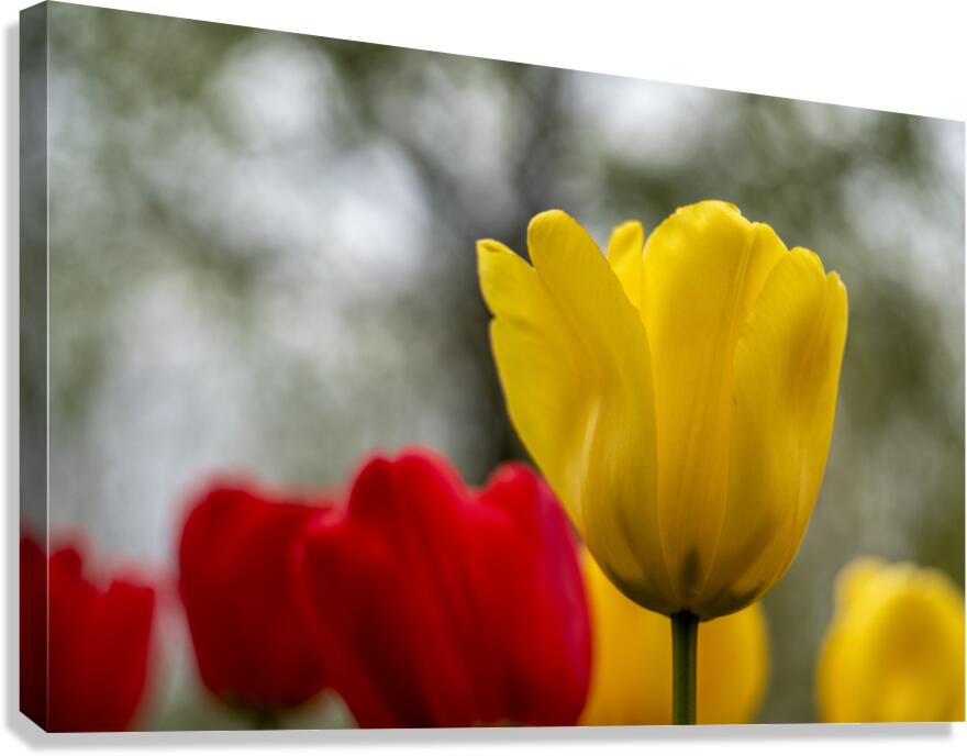 SBP5634 Canvas Print