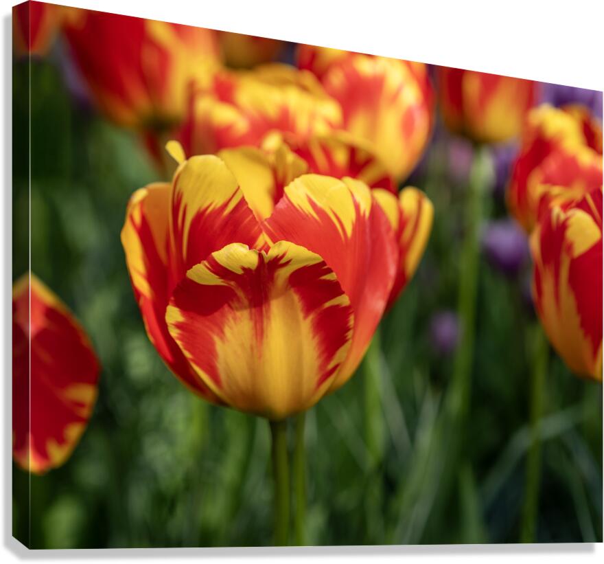 SBP6472 Canvas Print