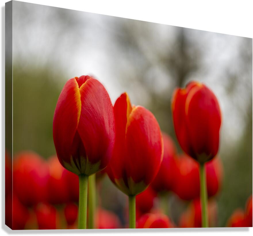 SBP5624 Canvas Print