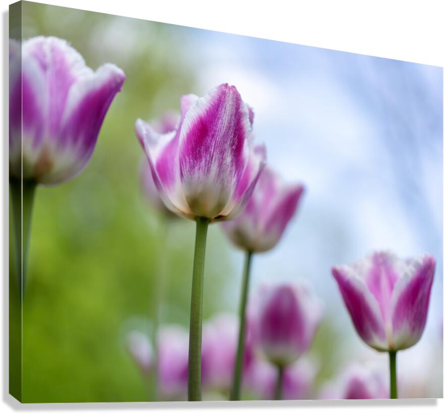 SBP6374 Canvas Print