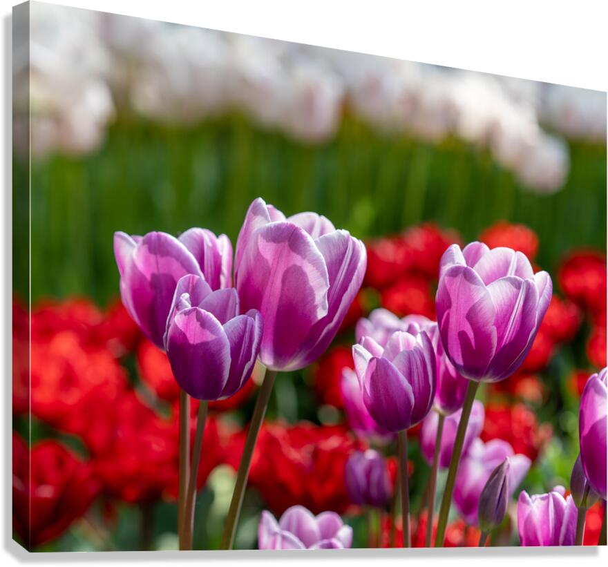 SBP6480 Canvas Print