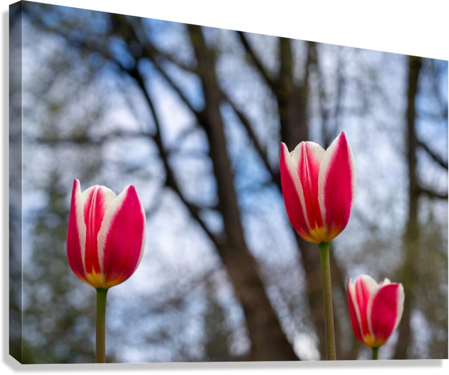 SBP6537 Canvas Print