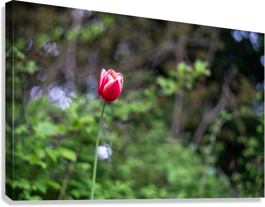 SBP8207 Canvas Print