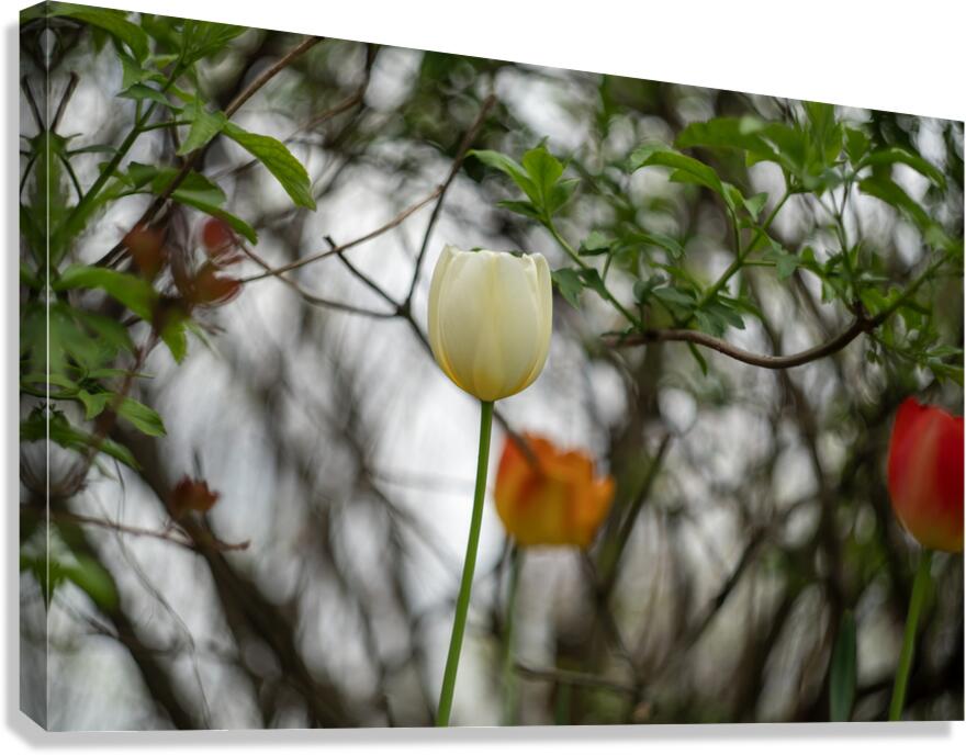 SBP8285 Canvas Print