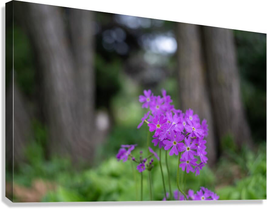 SBP8427 Canvas Print