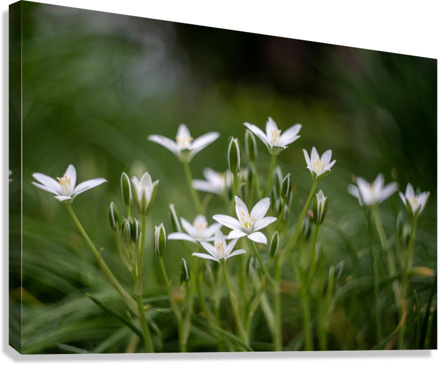 SBP8139 Canvas Print