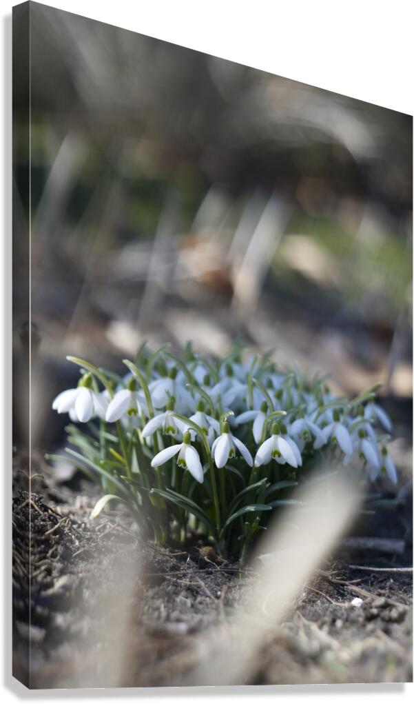 SBP4917 Canvas Print