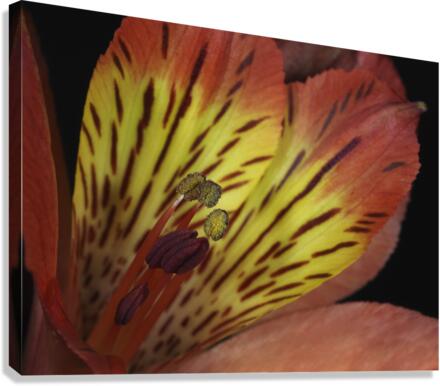 Lily Of The Incas Canvas Print