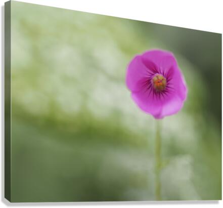 Tiny Beauty Canvas Print