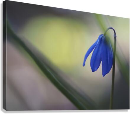 Tiny Blue Umbrella Canvas Print