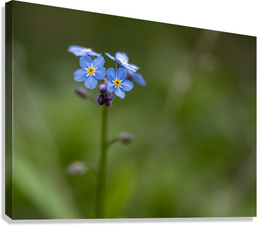 Never Forget Canvas Print