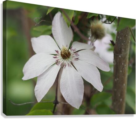 Hidden Beauty Canvas Print