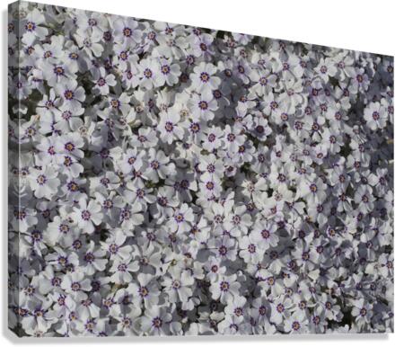 Moss Phlox Canvas Print