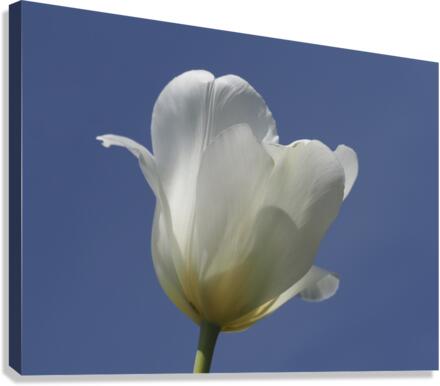 White Tulip Blue Sky Canvas Print