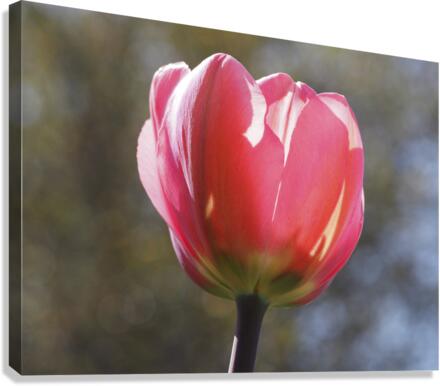 Showy Tulip Canvas Print